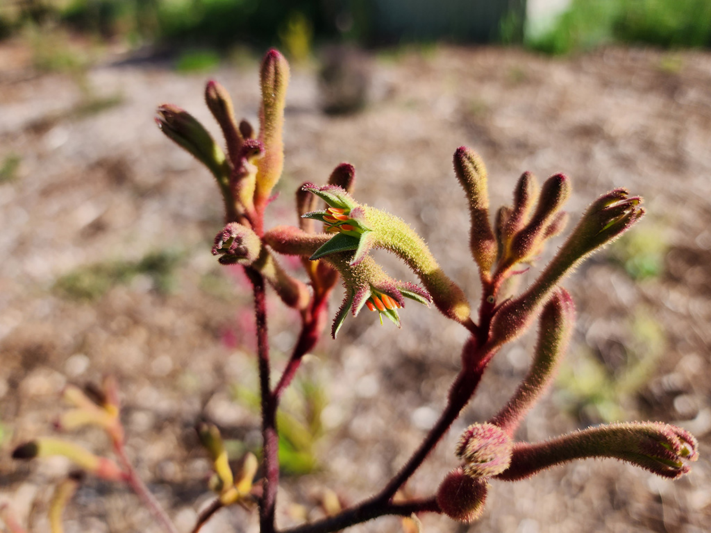 Anigozanthos flavidus ‘Landscape Bronze’ – Kangaroo Paw