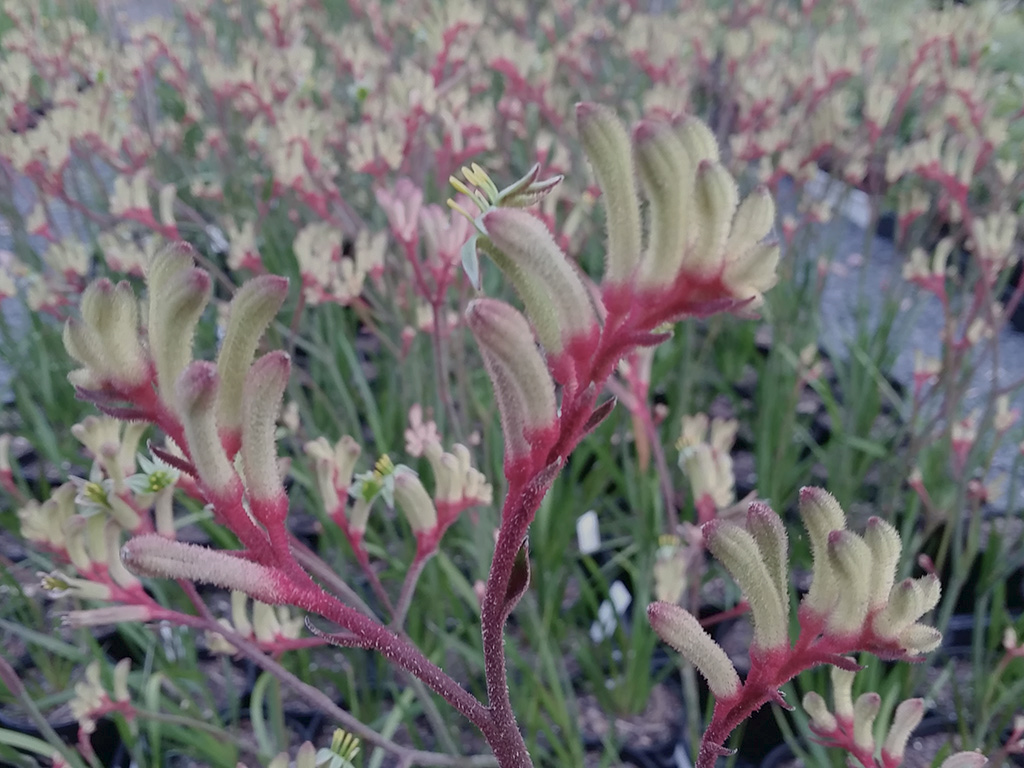 Anigozanthos flavidus hybrid ‘Little Lorikeet’ – Kangaroo Paw