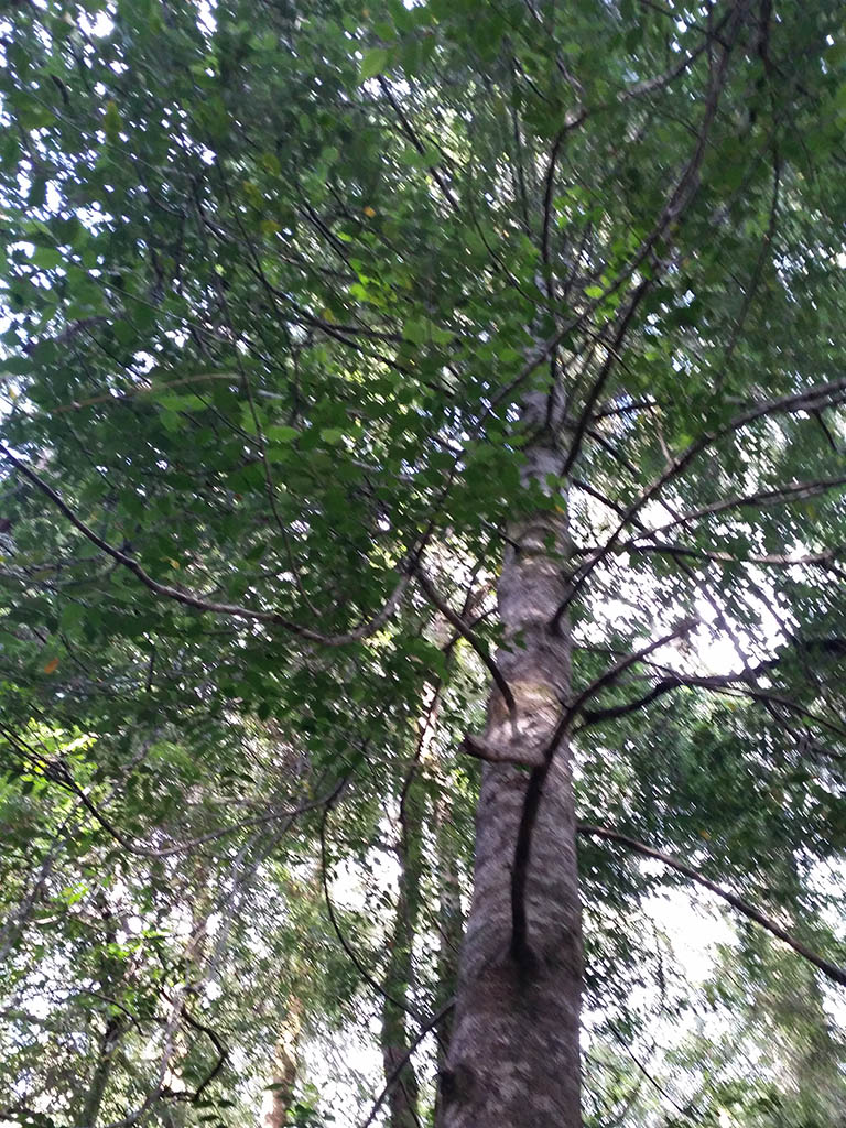 Atherosperma moschatum- Southern Sassafras