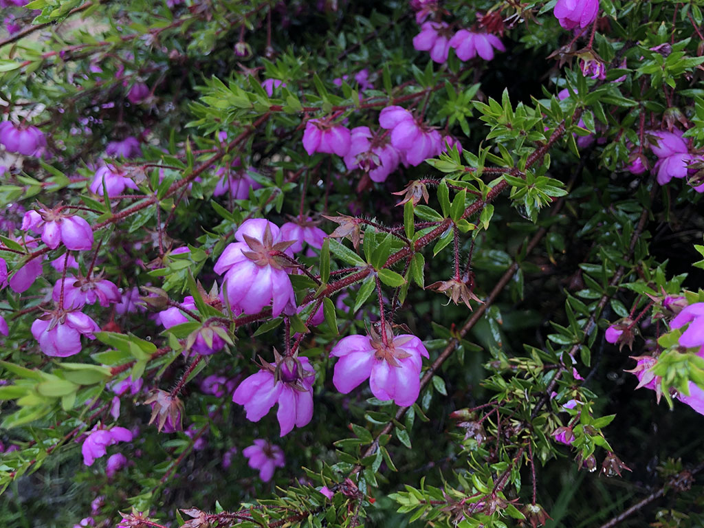 Bauera rubioides ‘Double’ – River Rose