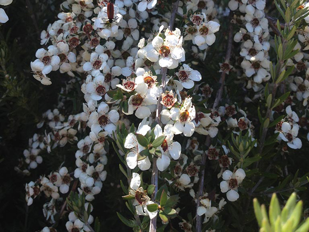 Lagarostrobus franklinii – Huon Pine
