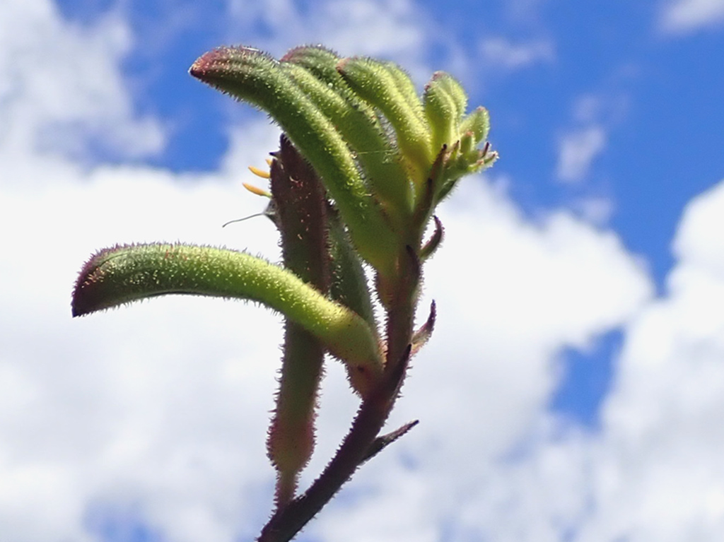 Anigozanthos hybrid ‘Tufty Green’ – Kangaroo Paw