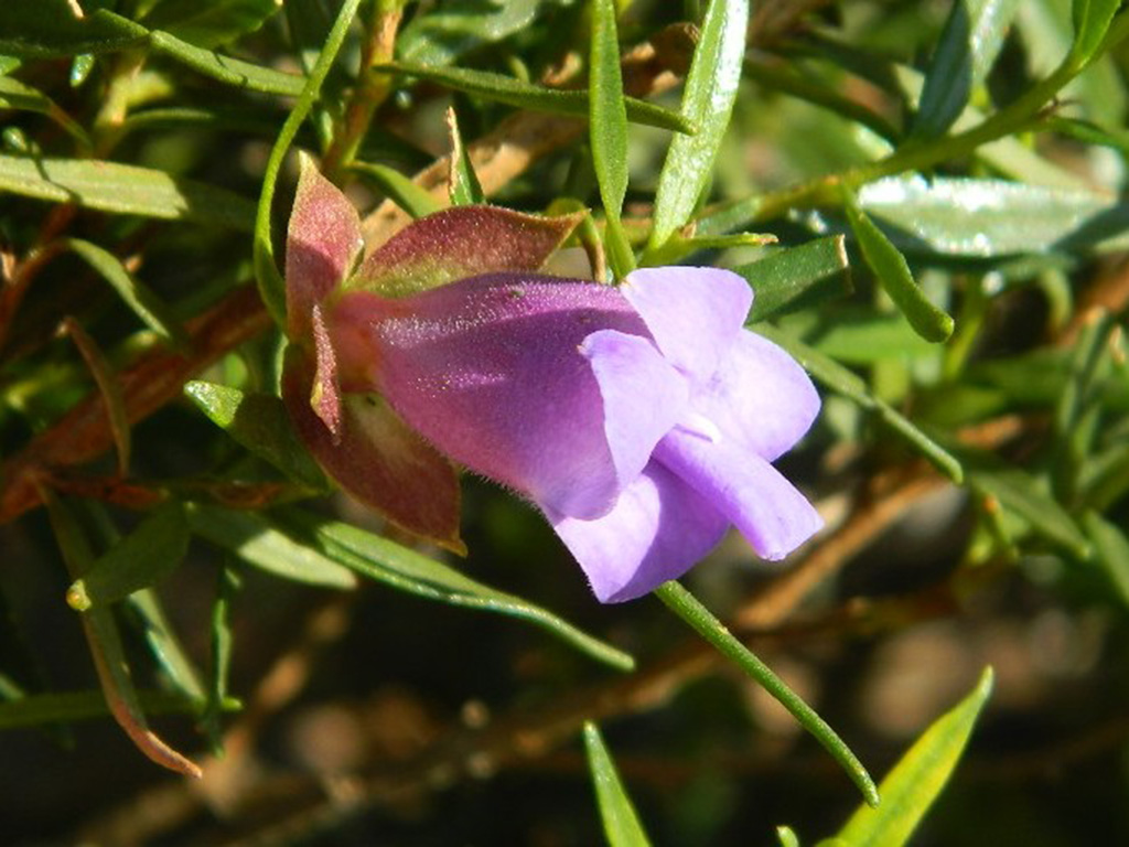 Eremophila clarkei- Turpentine Bush