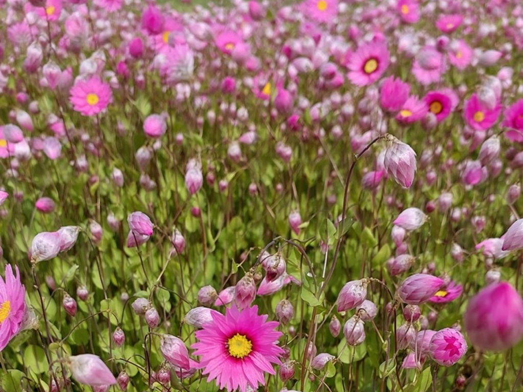 Rhodanthe manglesii – Sunray Everlasting