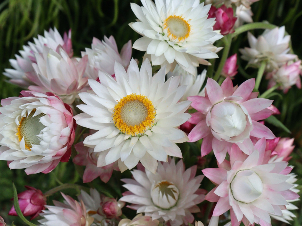 Xerochrysum macranthum – White Strawflower