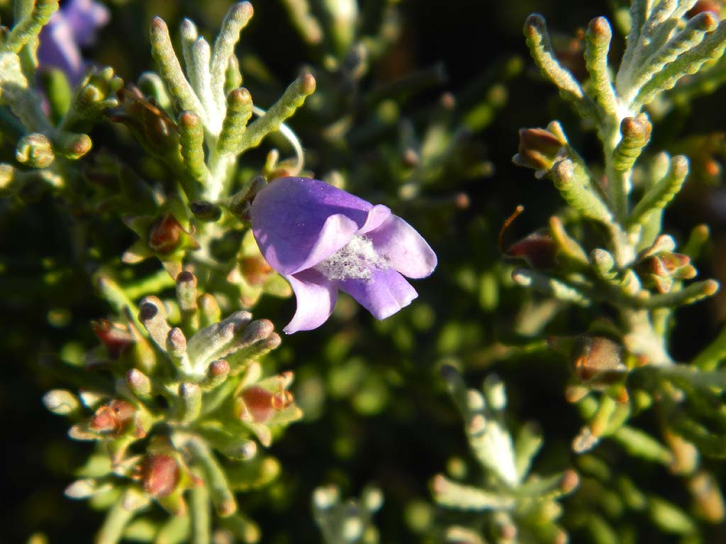 Eremophila clavata – Turpentine Bush