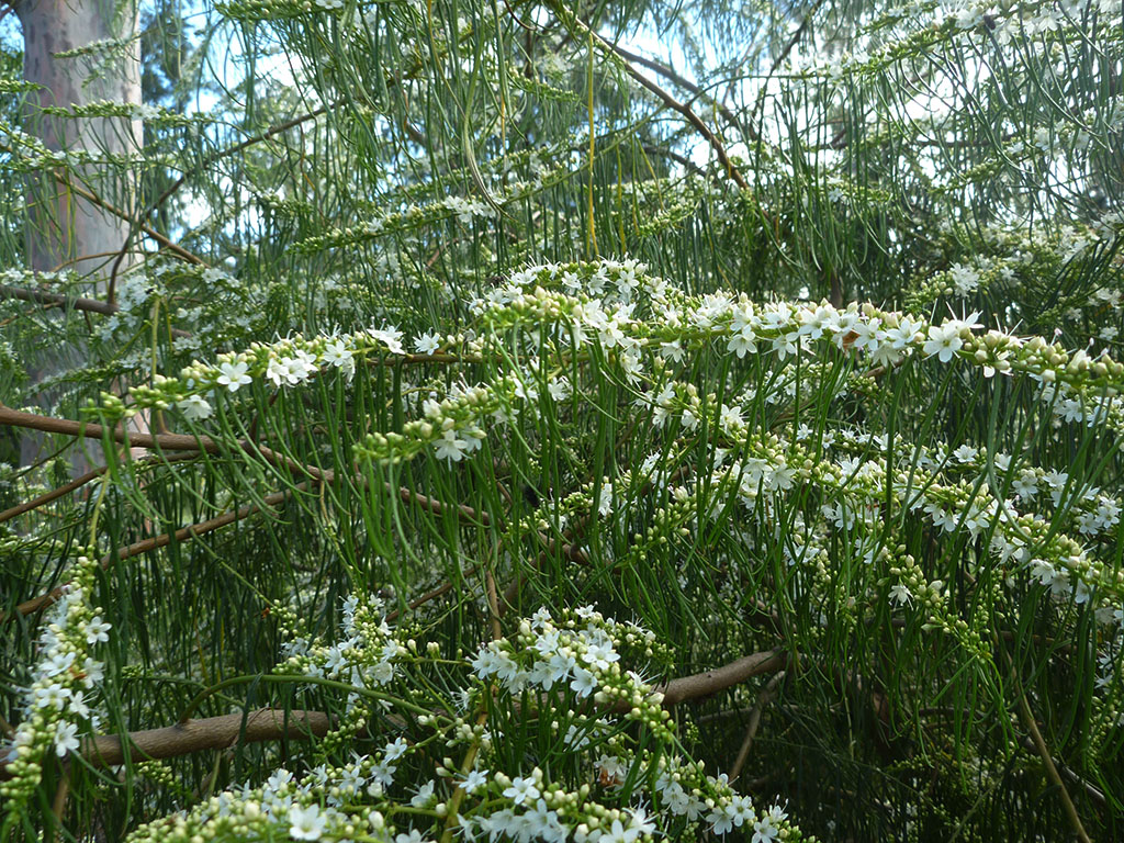 Myoporum floribundum – Weeping Myoporum