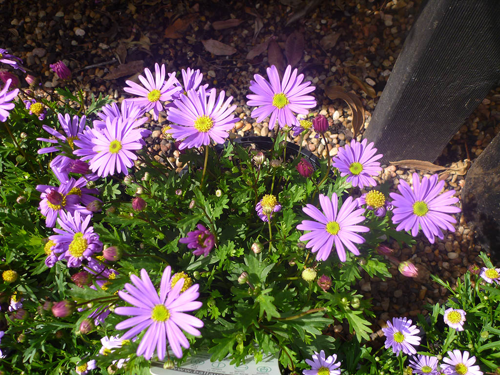 Brachyscome angustifolia ‘Brasco Violet’