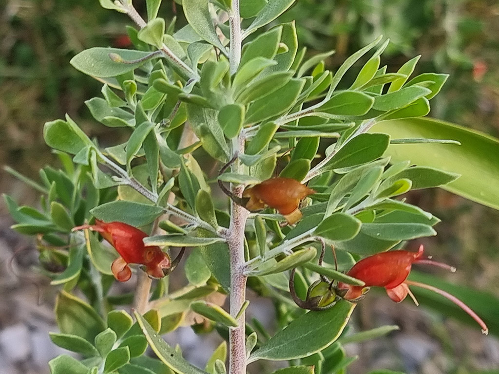 Eremophila glabra ‘Burgundy’ – Emu Bush